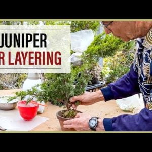 Juniper Air Layering