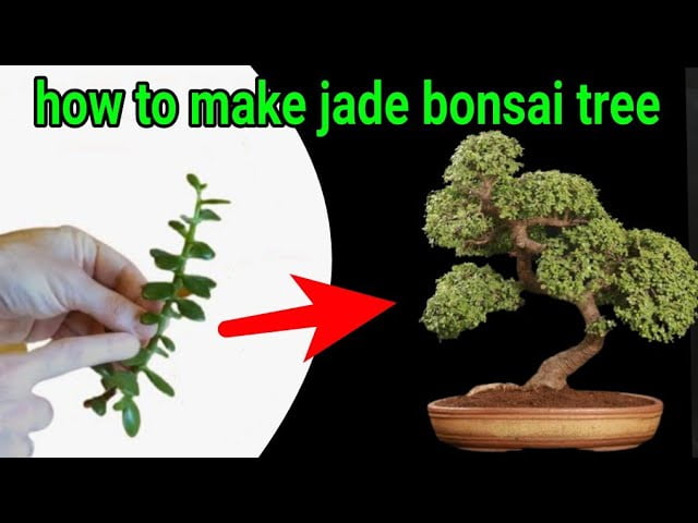 how to make Jade plant bonsai for cutting | jade bonsai |
jade bonsai tree
| jade plant bonsai