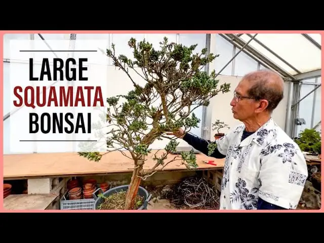 Making Bonsai From Squamata