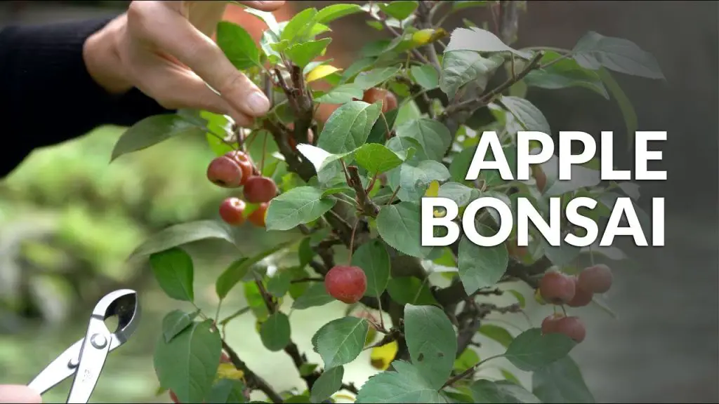 Can You Grow A Bonsai Apple Tree Indoors?