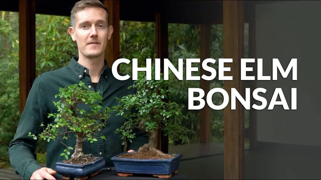 Bonsai Starter: General Information About The Chinese Elm Bonsai Tree [video]