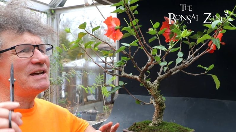 My Hibiscus Bonsai, Plus Natal Plum, The Bonsai Zone, Nov 2022