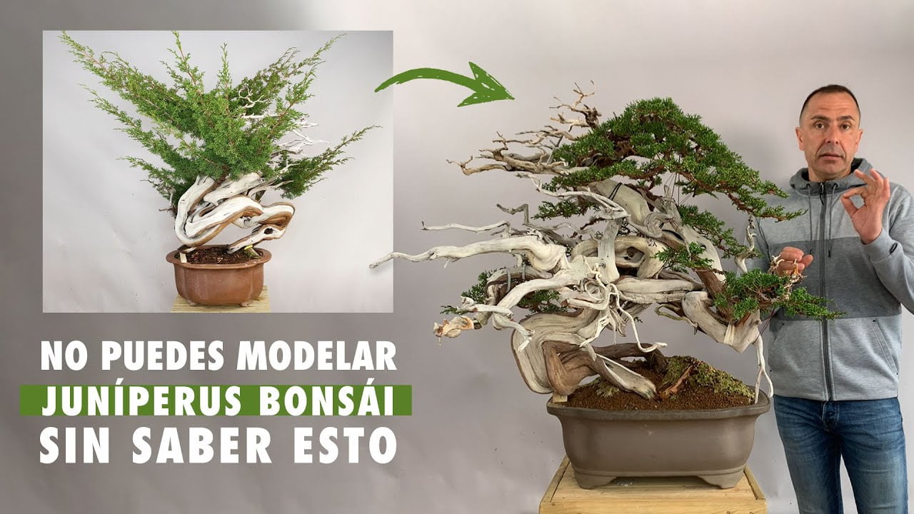 No puedes modelar un juniperus bonsai sin saber esto