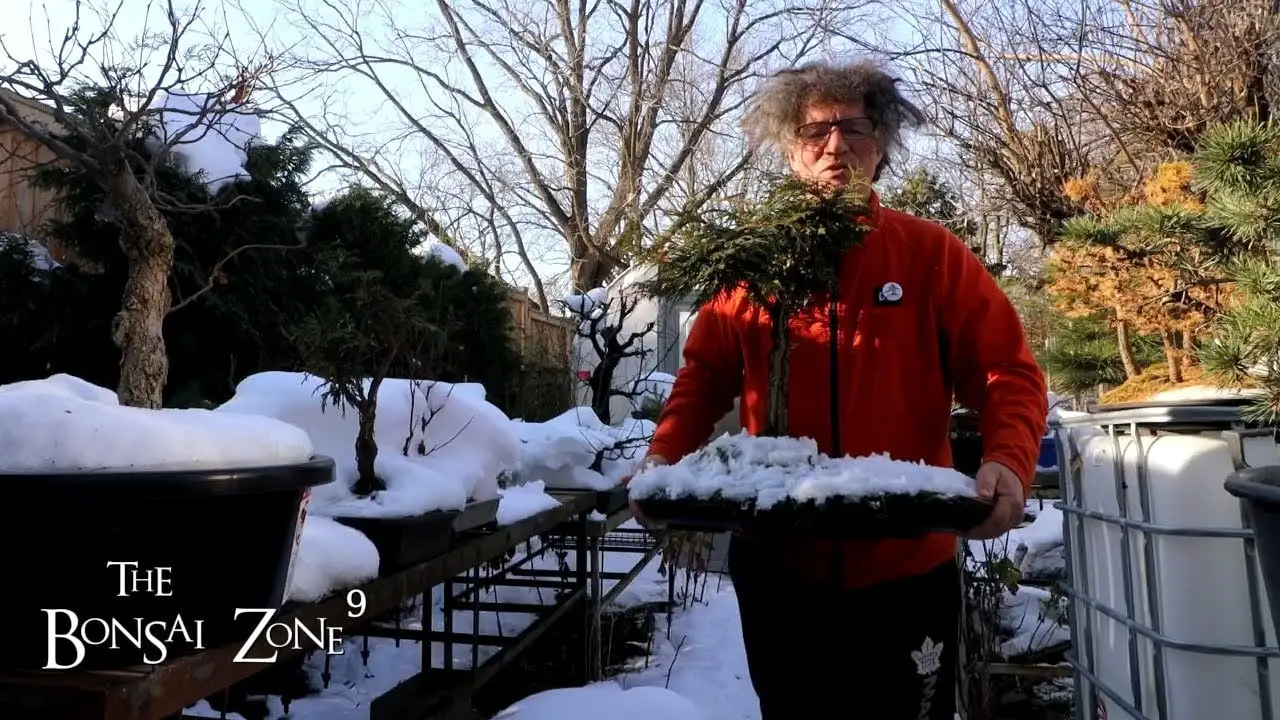 Pruning My Witches Tree, The Bonsai Zone, Nov 2022