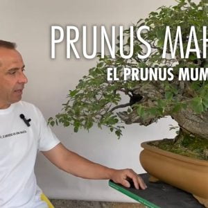 Prunus Mahaleb, el prunus mume español