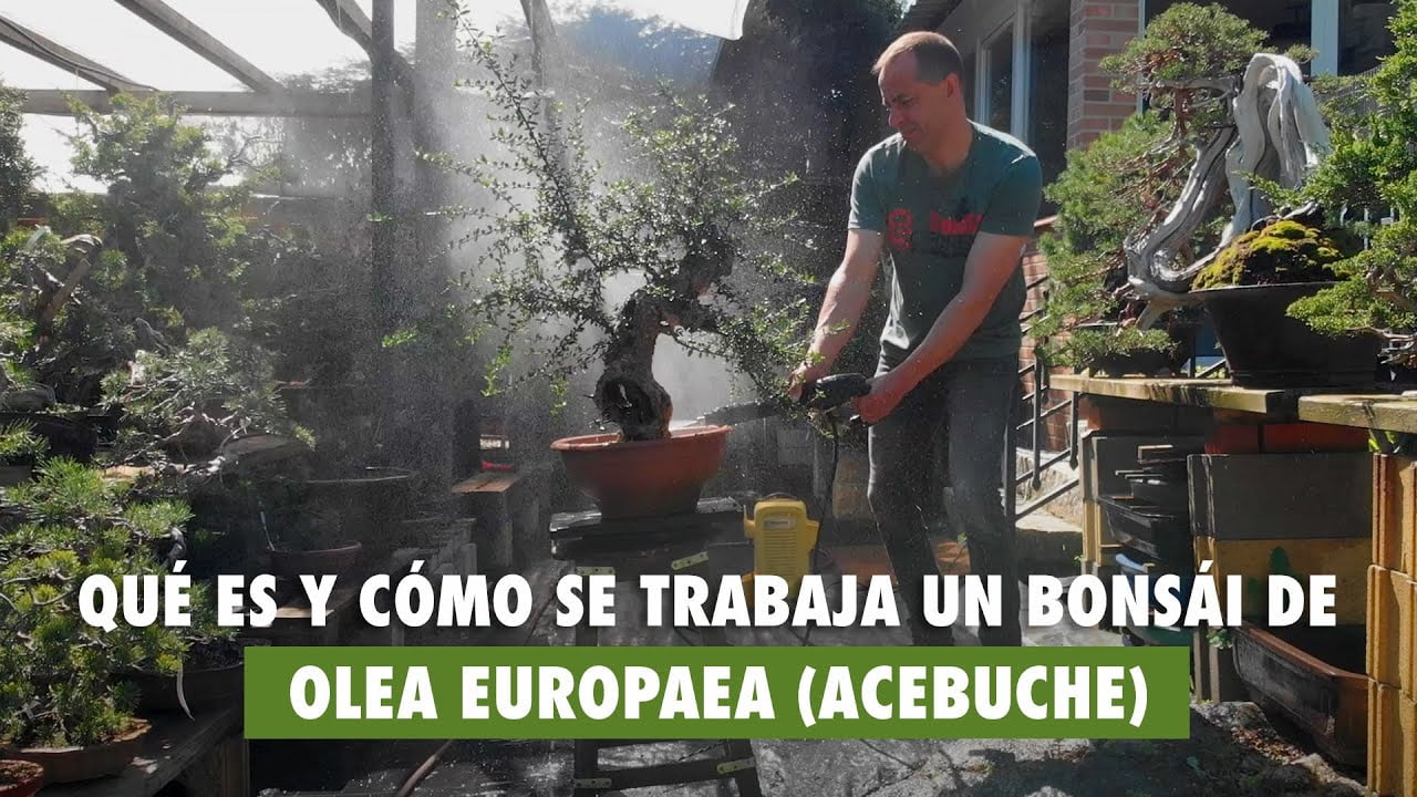 Qué es y cómo se trabaja un bonsái de Olea Europaea (acebuche)