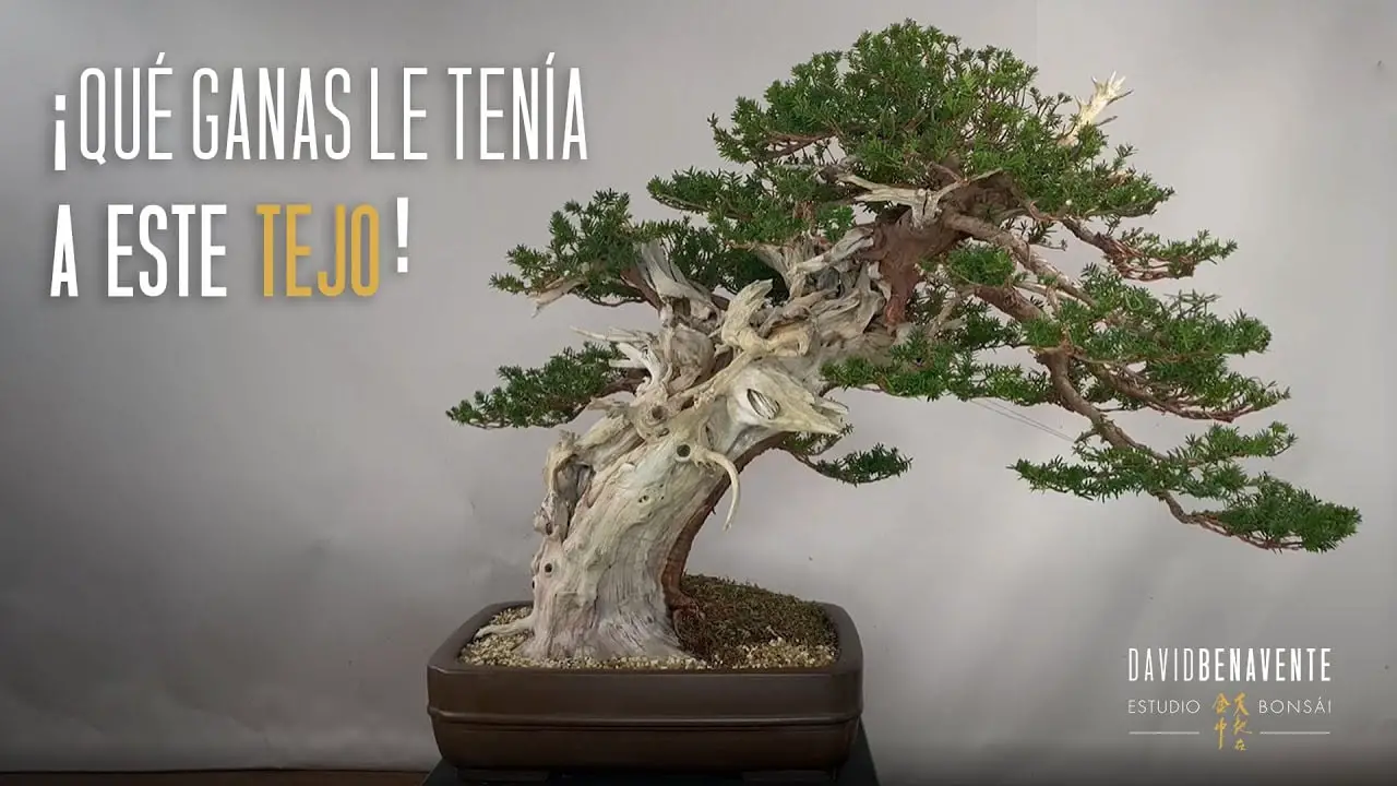 Qu Ganas Le Ten A A Este Tejo Taxus Cuspidata 2024 Update   Que Ganas Le Tenia A Este Tejo Taxus Cuspidata DSxta8erG5s 