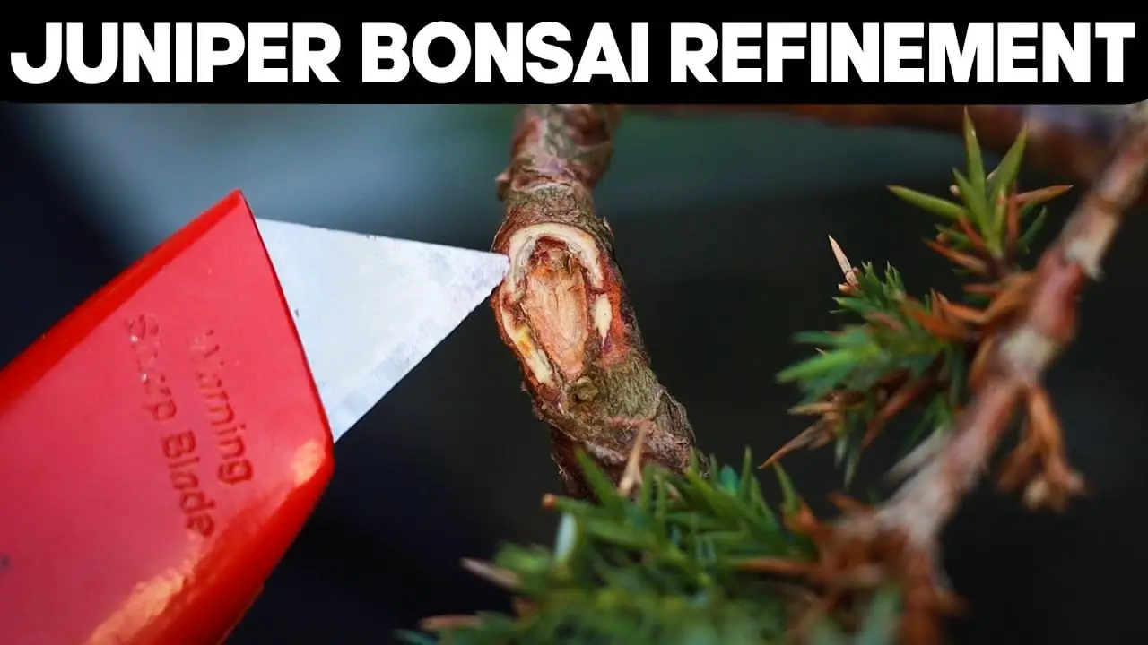 Refining a Juniper Squamata Bonsai