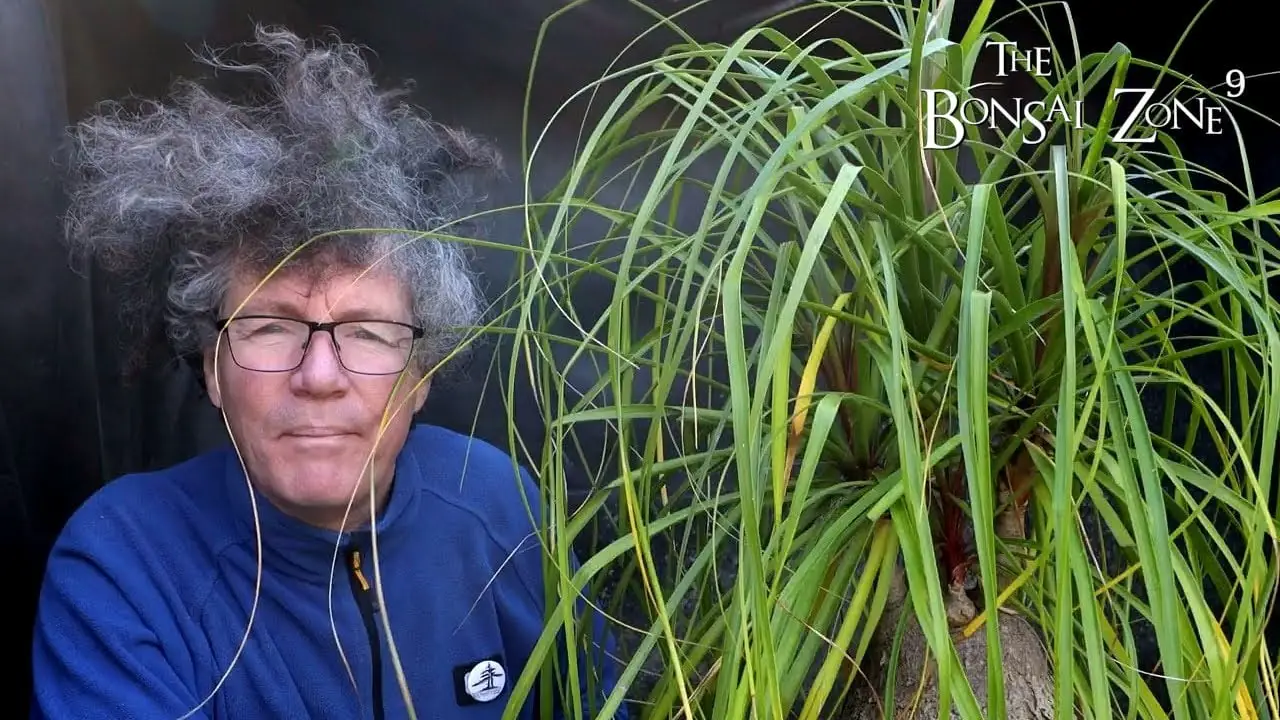 Repotting My Ponytail Palm, The Bonsai Zone, Nov 2022