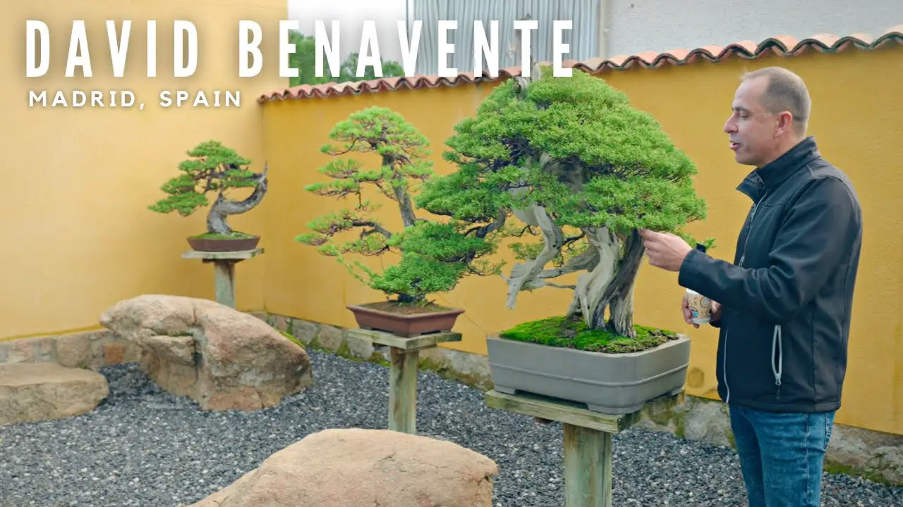 Spanish Bonsai Heaven | The Garden of David Benavente