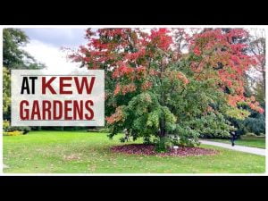 Walk at Kew Gardens