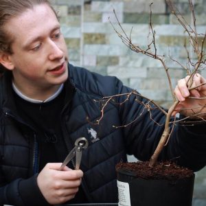 Working on a Buttercup Witch Hazel - Creating Taper in Bonsai
