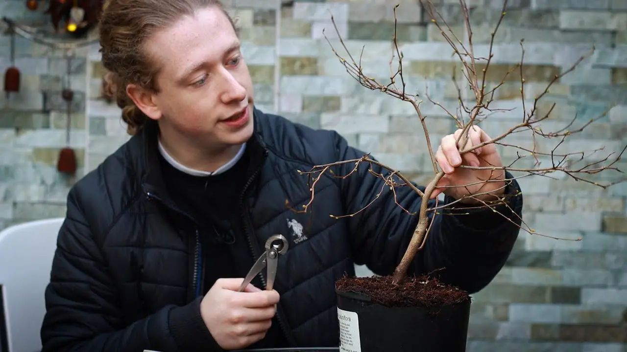 Working on a Buttercup Witch Hazel - Creating Taper in Bonsai