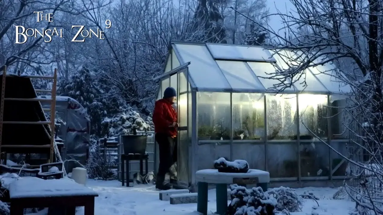 A Bonsai Blizzard, The Bonsai Zone, Dec 2022