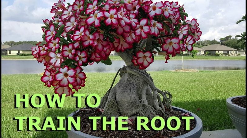 Adenium (Desert Rose) Bonsai - How to train the roots