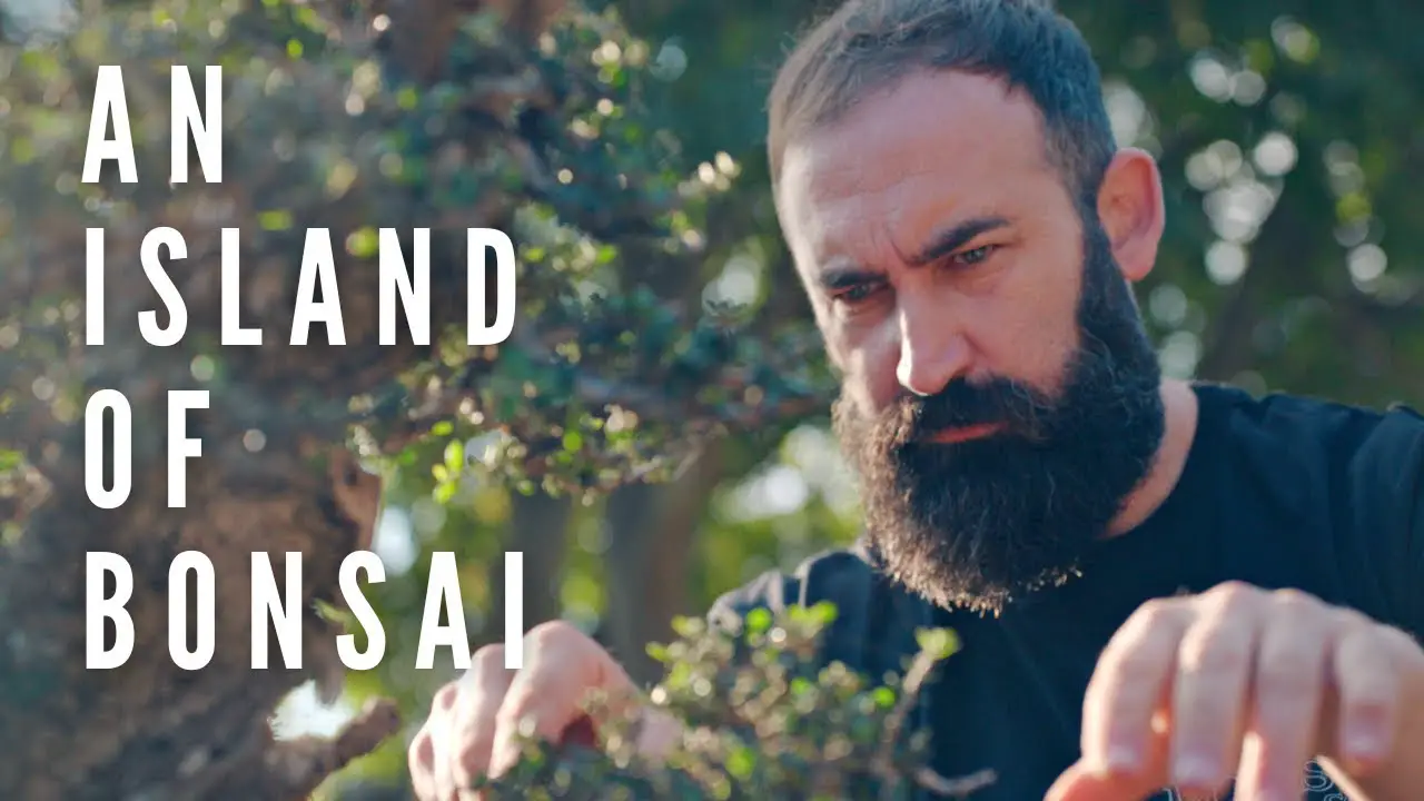 An Island of Bonsai | The Bonsai Garden of Rafa Torres