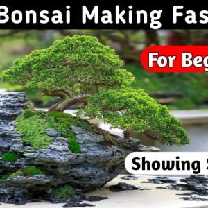 Banyan Bonsai Tree Making Fast Step
