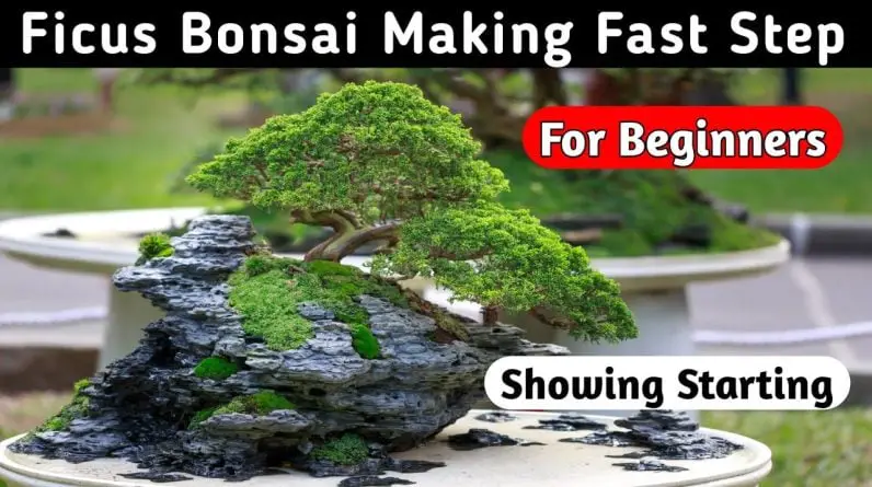 Banyan Bonsai Tree Making Fast Step