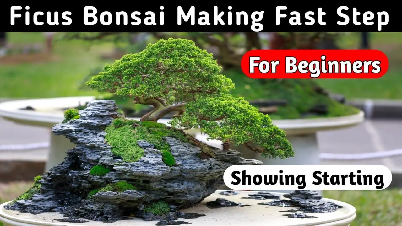 Banyan Bonsai Tree Making Fast Step