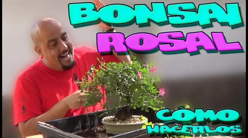 Bonsai de rosal - Cómo hacerlos