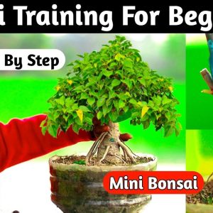 Bonsai Training For Beginners