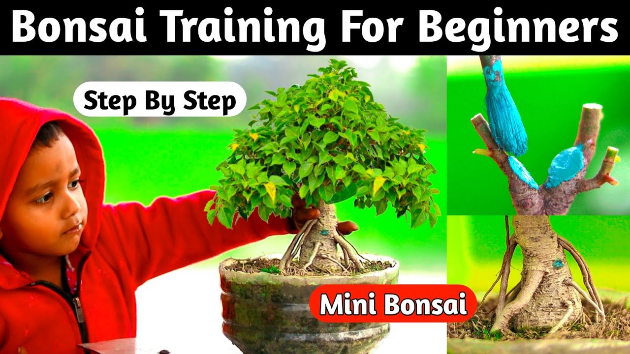 Bonsai Training For Beginners