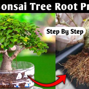 Bonsai Tree Root Program | Ficus Bonsai