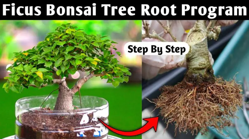 Bonsai Tree Root Program | Ficus Bonsai