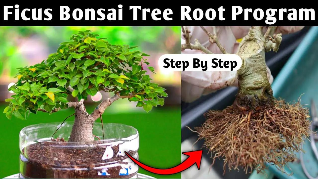 Bonsai Tree Root Program | Ficus Bonsai