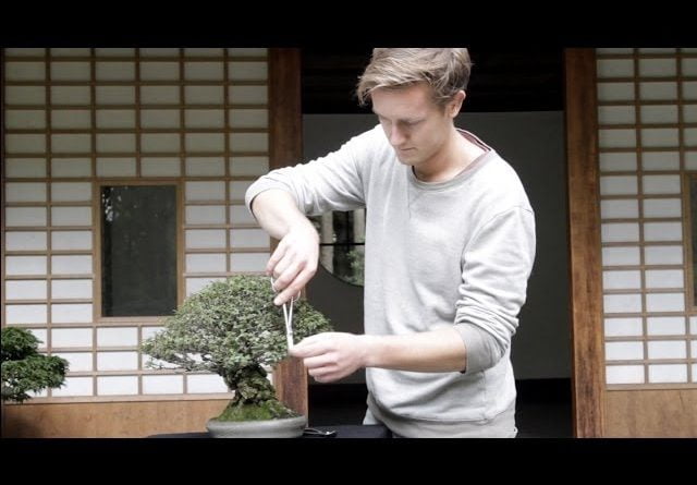 Chinese Elm Bonsai