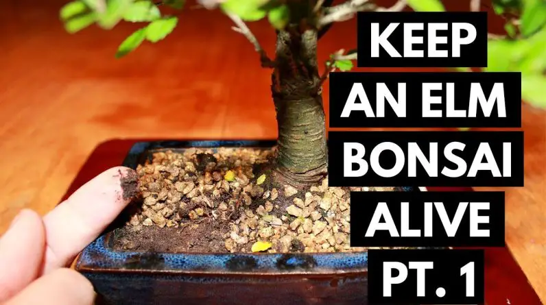 Chinese Elm Bonsai Care: Assess and Location (Part 1)