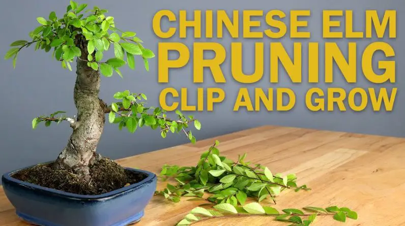 Chinese Elm Bonsai Tree Pruning - Basic Clip and Grow