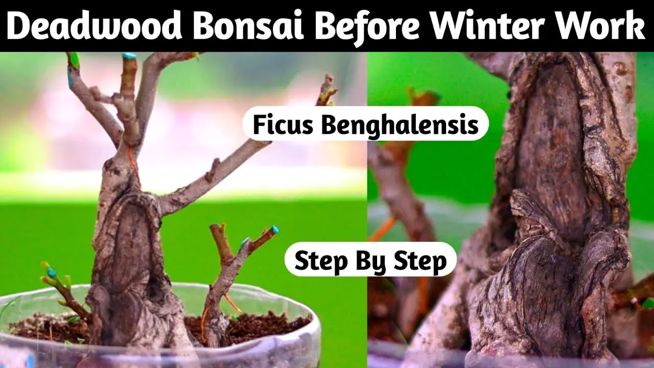 Deadwood Bonsai Before Winter Work