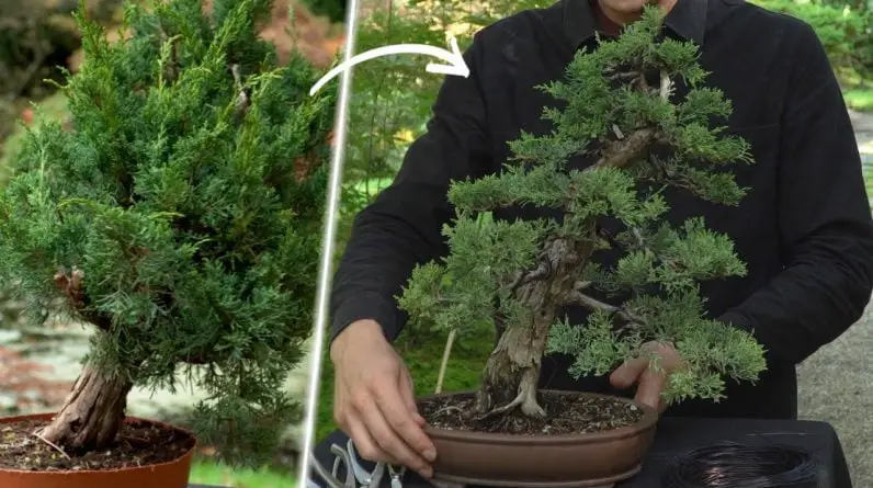 Design a Juniper Bonsai