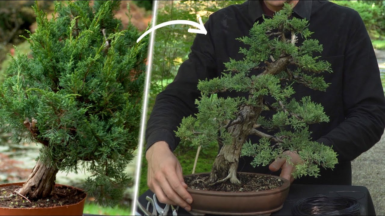 Design a Juniper Bonsai