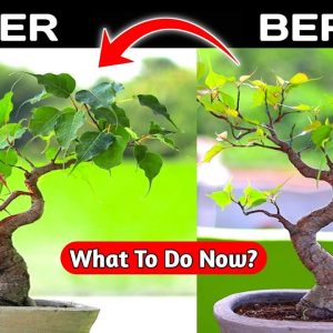 Ficus Bonsai Shaping | Ficus Bonsai For Beginners