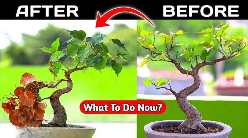 Ficus Bonsai Shaping | Ficus Bonsai For Beginners