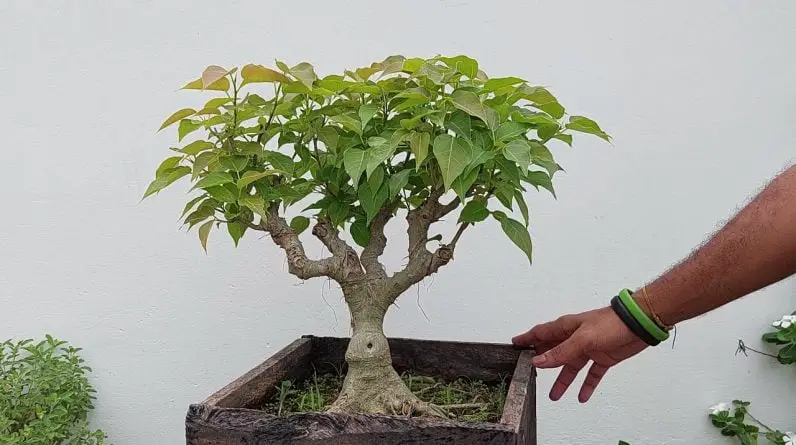 Ficus Bonsai | Terrace Garden Short Tour