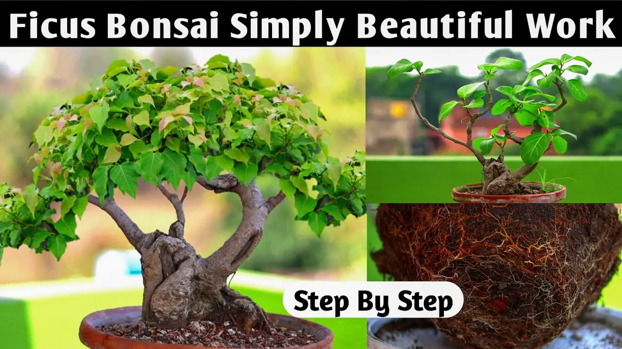 Grow Ficus Benghalensis Bonsai Tree