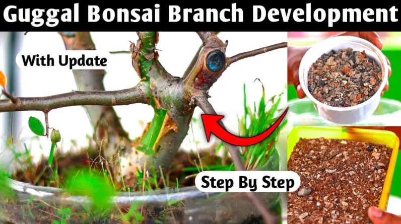 Guggal Bonsai Branch Development