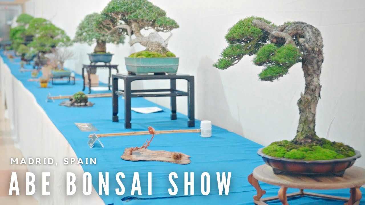 How to be a Traveling Bonsai Professional | ABE Show 2022 | Madrid, Spain