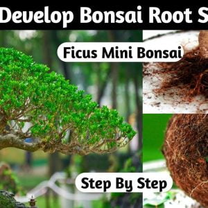 How To Develop Bonsai Root Structure