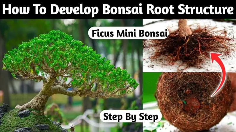 How To Develop Bonsai Root Structure