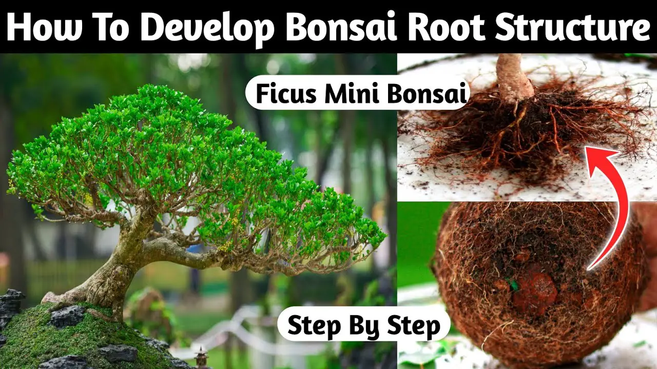 How To Develop Bonsai Root Structure