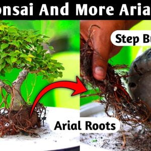 How To Make A Mini Bonsai At Home