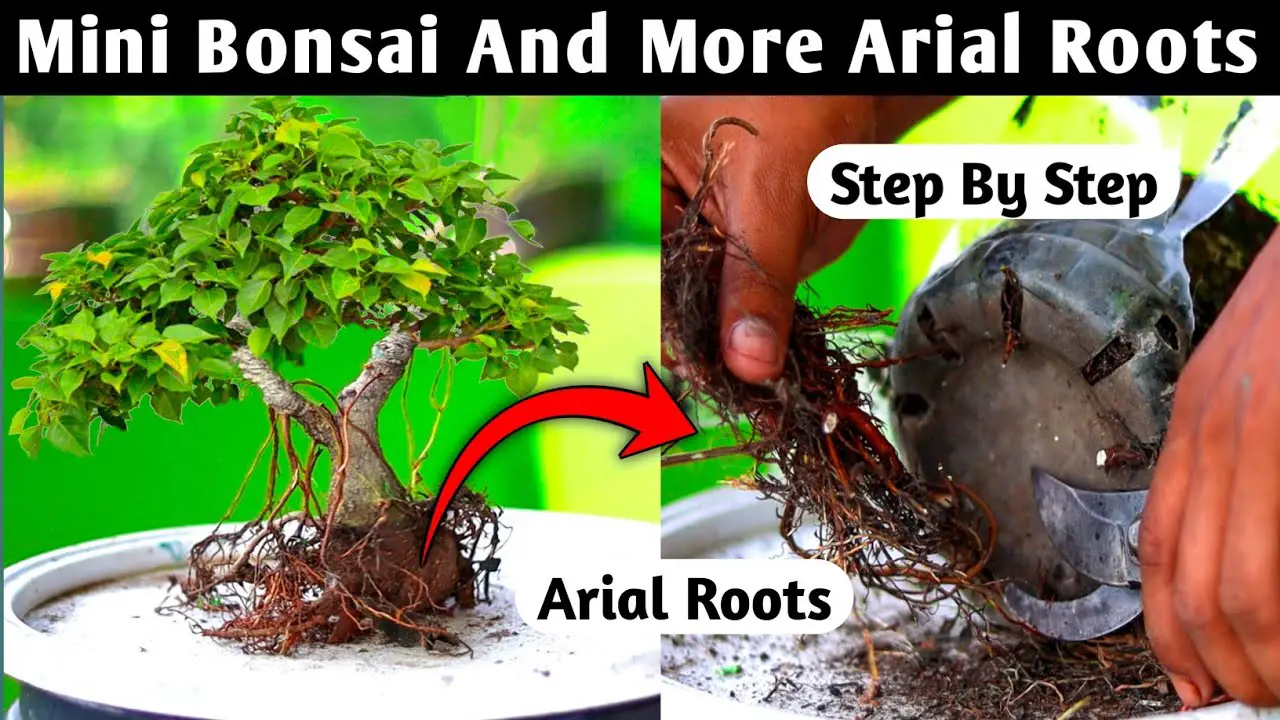 How To Make A Mini Bonsai At Home