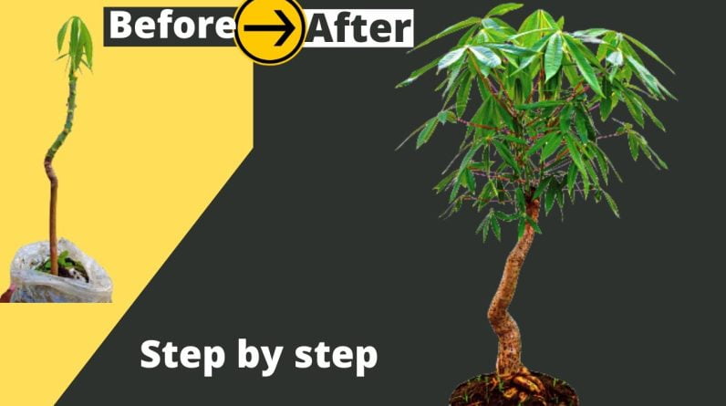 How to make Bombax Ceiba Bonsai Easily Step by step