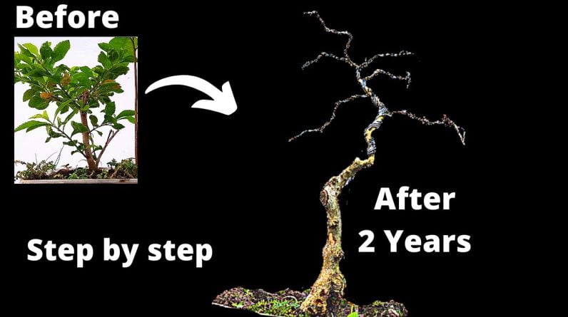 How to make Duranta Erecta Bonsai Easily Step by step #bonsai