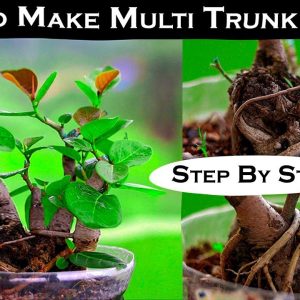 How To Make Multi Trunk Bonsai