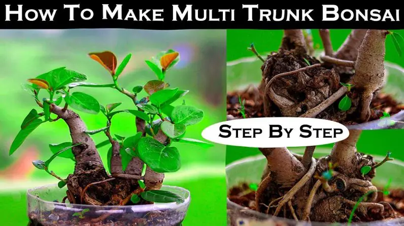 How To Make Multi Trunk Bonsai